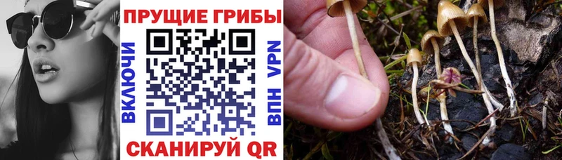 Псилоцибиновые грибы Psilocybine cubensis  купить наркотики сайты  Елец 
